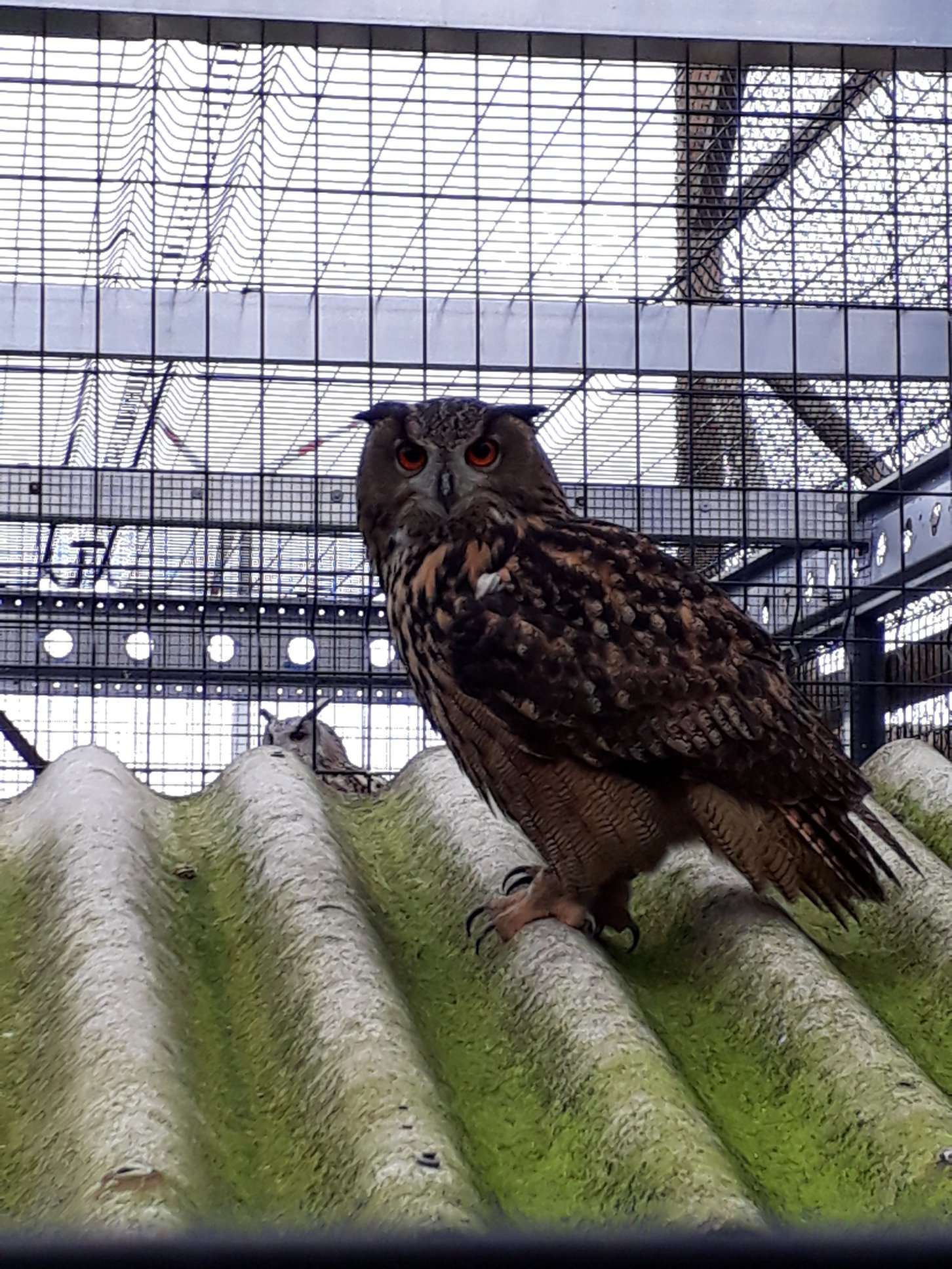 Sint-Martinus den XIIde - Roofvogelactiviteit WHV